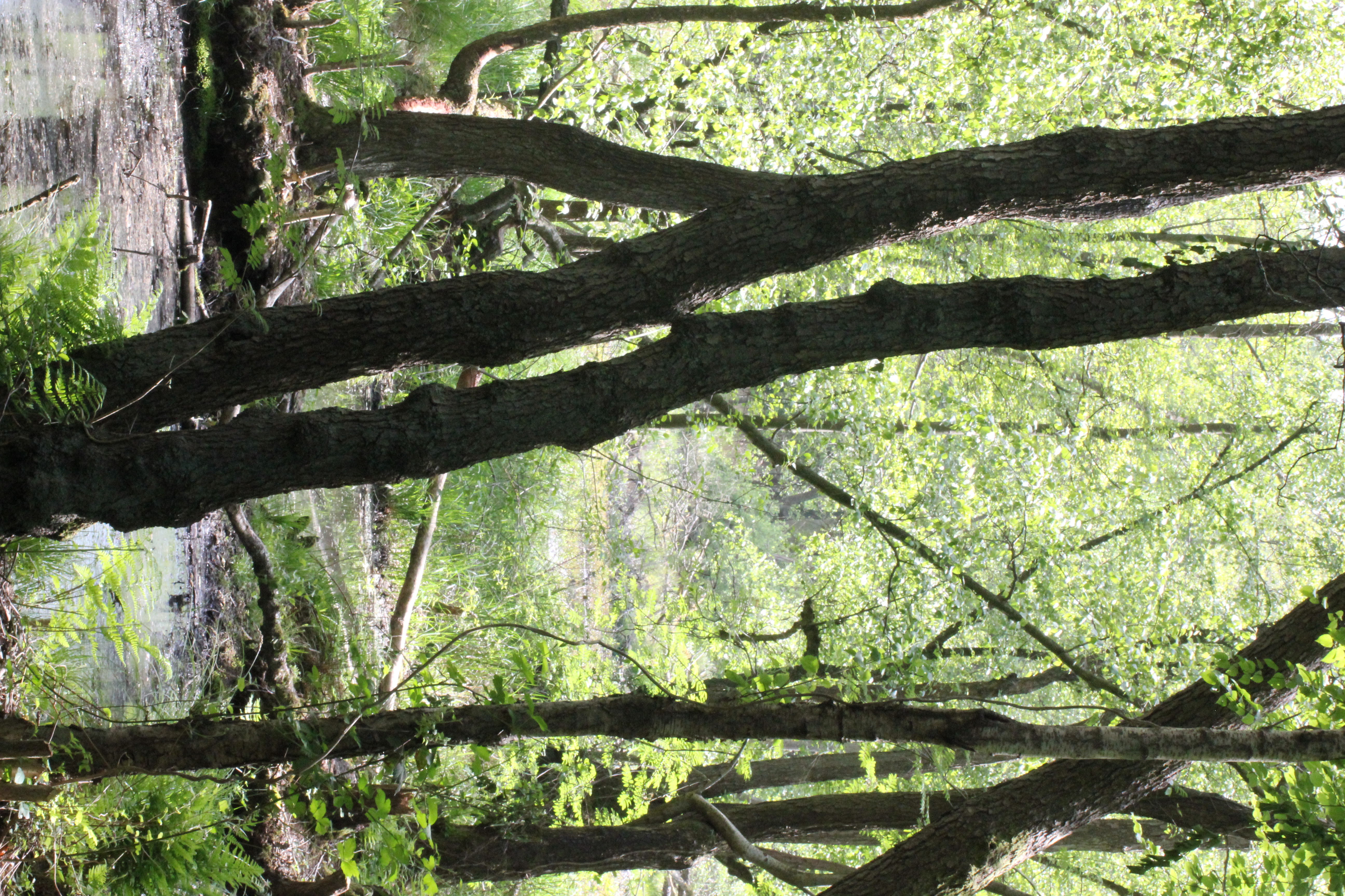 Heller Auwald mit Wasser und Farnen